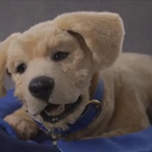 Tombot - The World's Most Realistic Robotic Dog