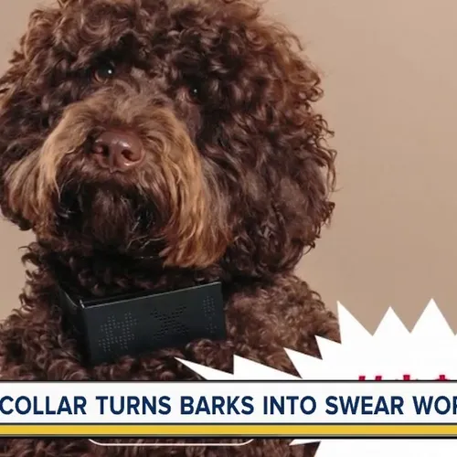 Cuss Collar