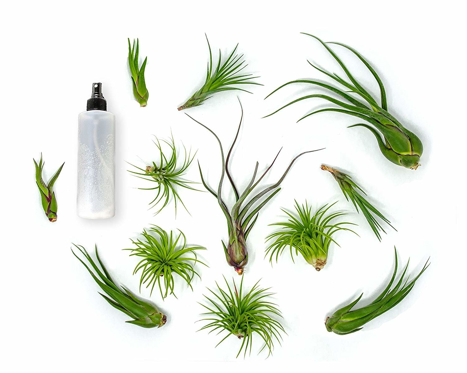 12 Live Air Plants�Variety Pack