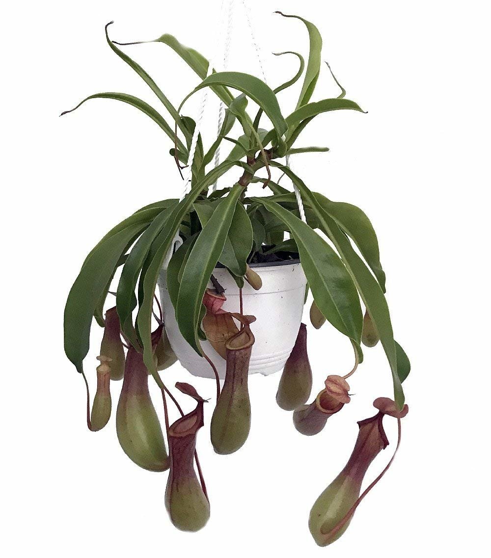 Asian�Hanging�Pitcher Plant