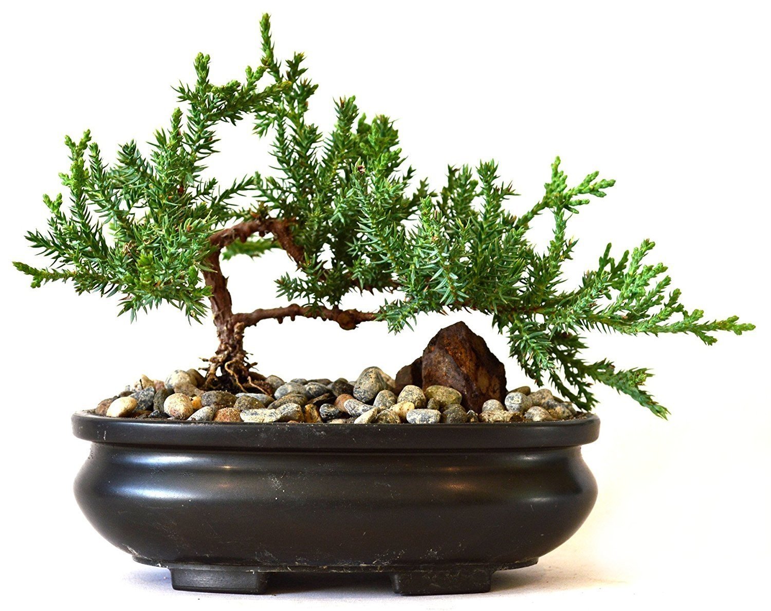 Bonsai with Pot