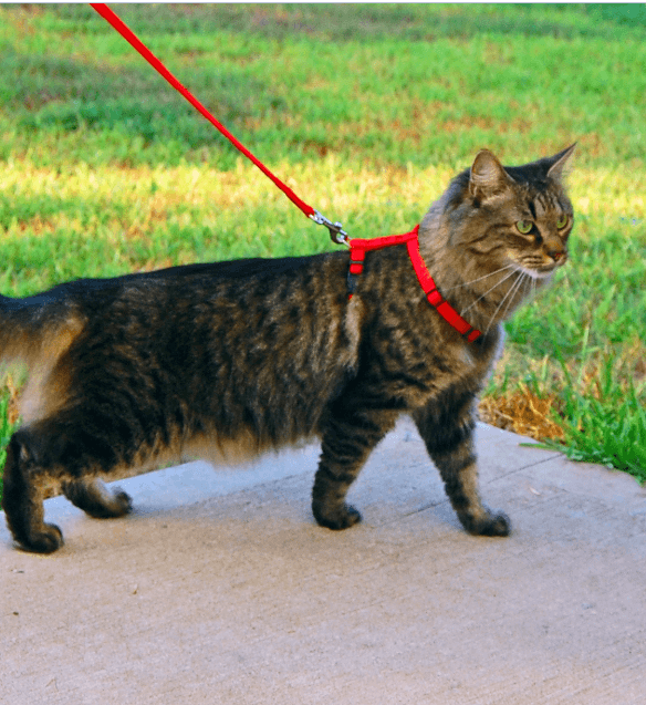 Cat Harness with Leash