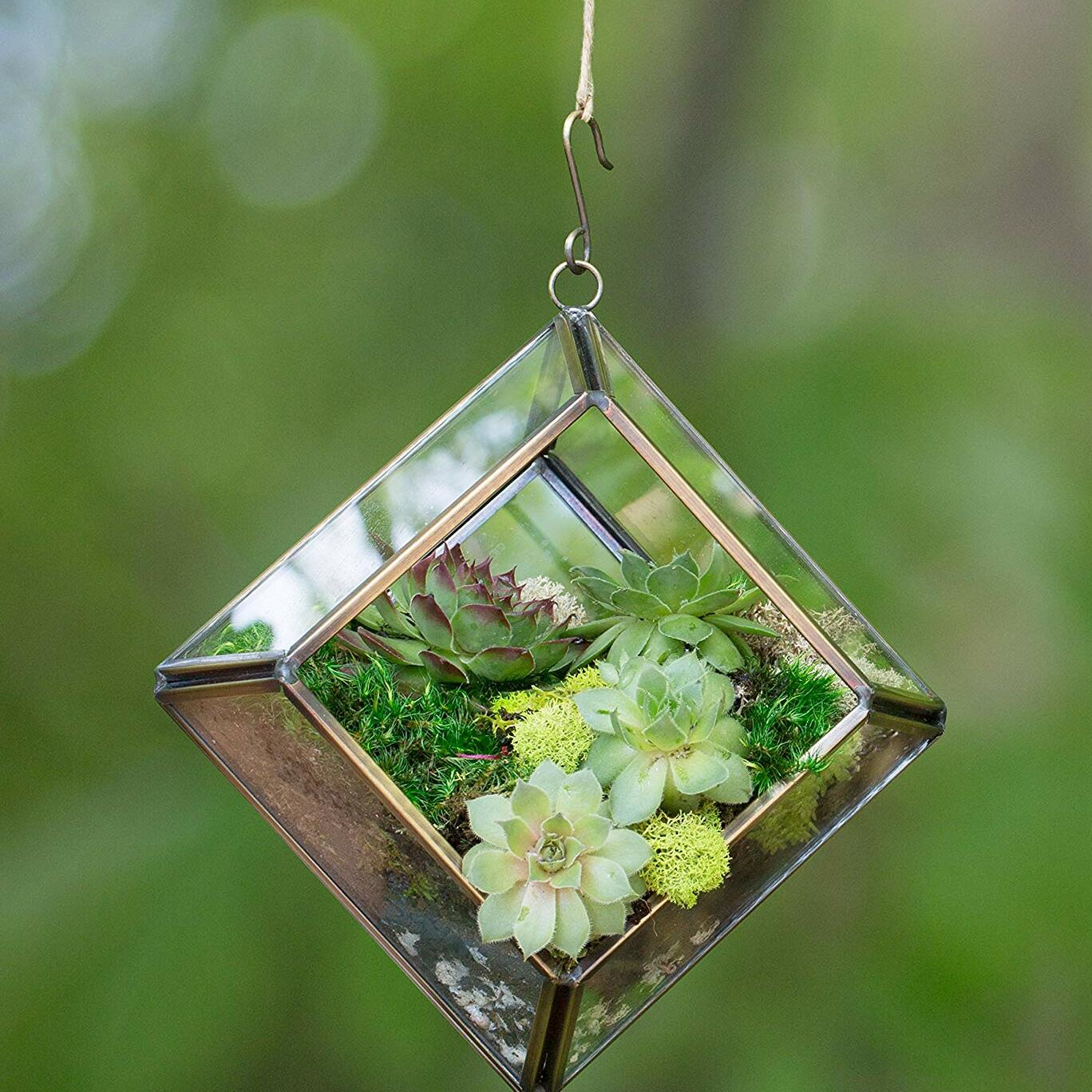 Diamond Shaped Glass Terrarium