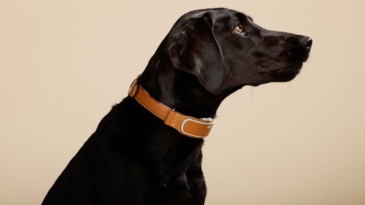 Dog Collar With GPS Tracker