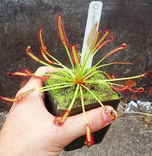 Drosera Capensis