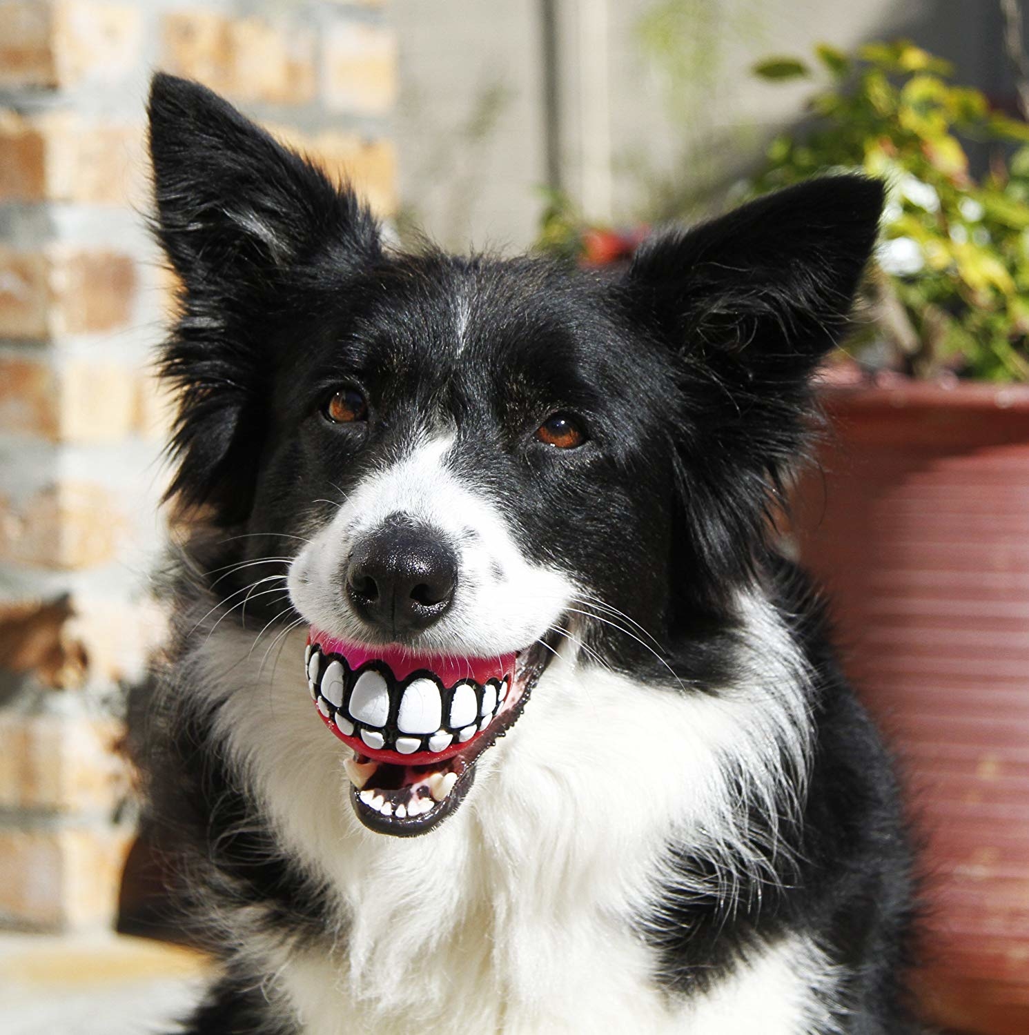 Fun Dog Treat Ball