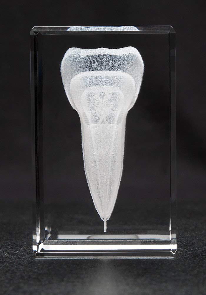 Anatomy Crystal Tooth