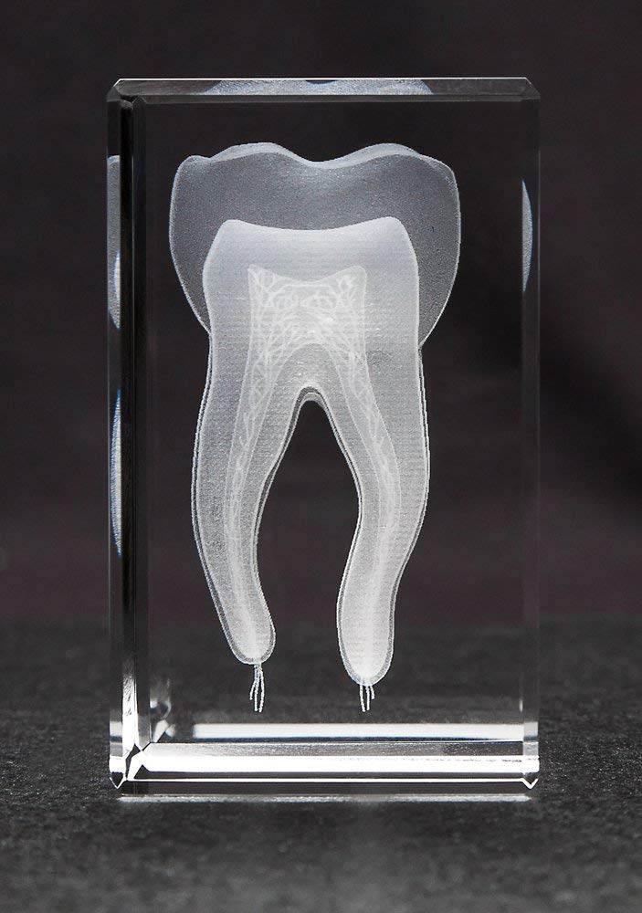 Anatomy Crystal Tooth