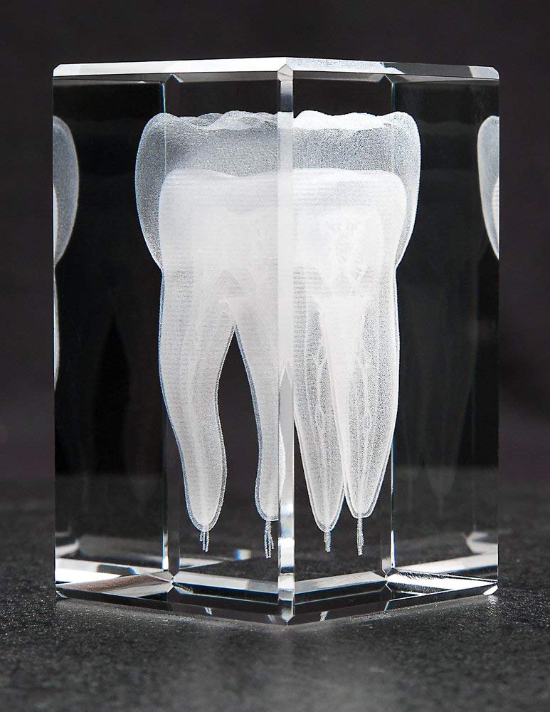 Anatomy Crystal Tooth