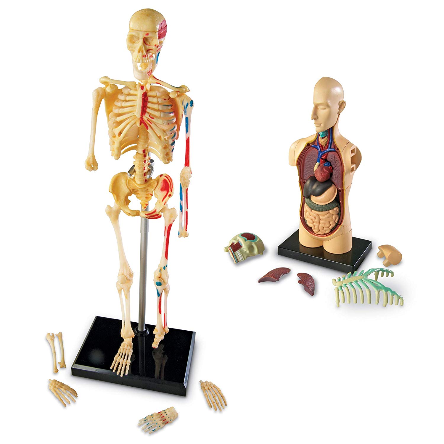 Anatomy Models Bundle Set