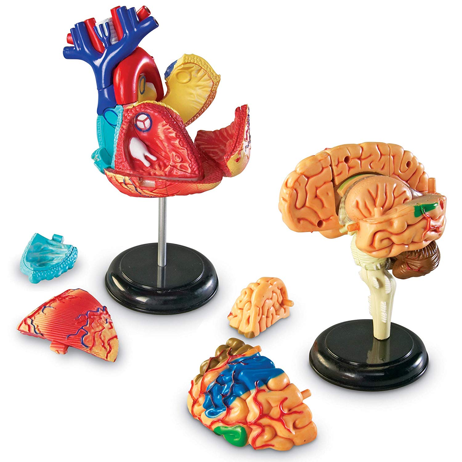 Anatomy Models Bundle Set