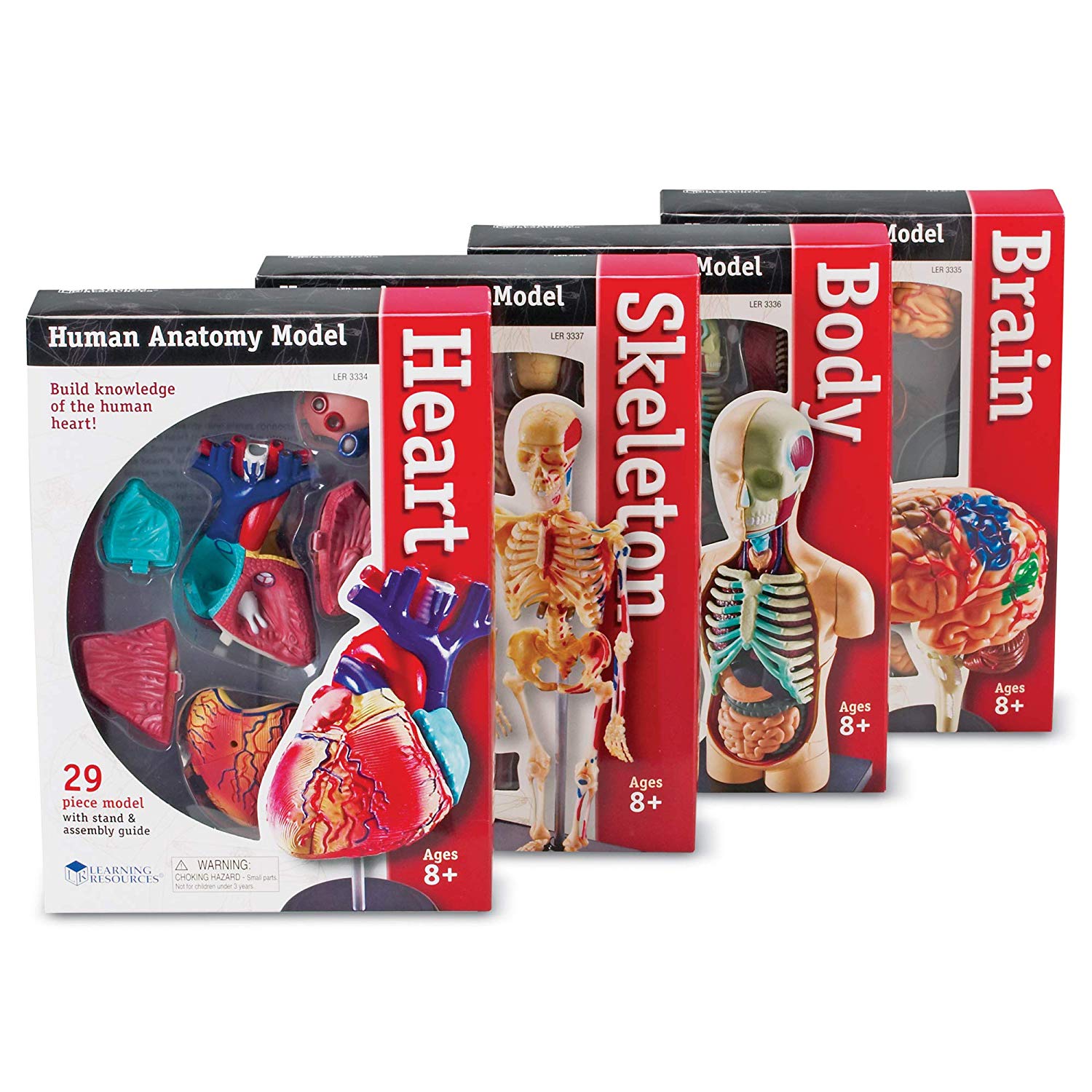 Anatomy Models Bundle Set