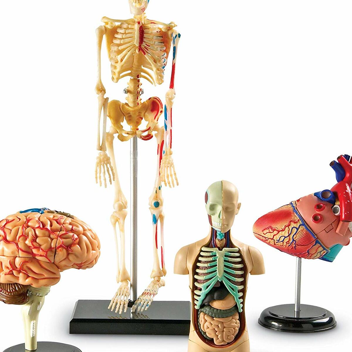 Anatomy Models Bundle Set