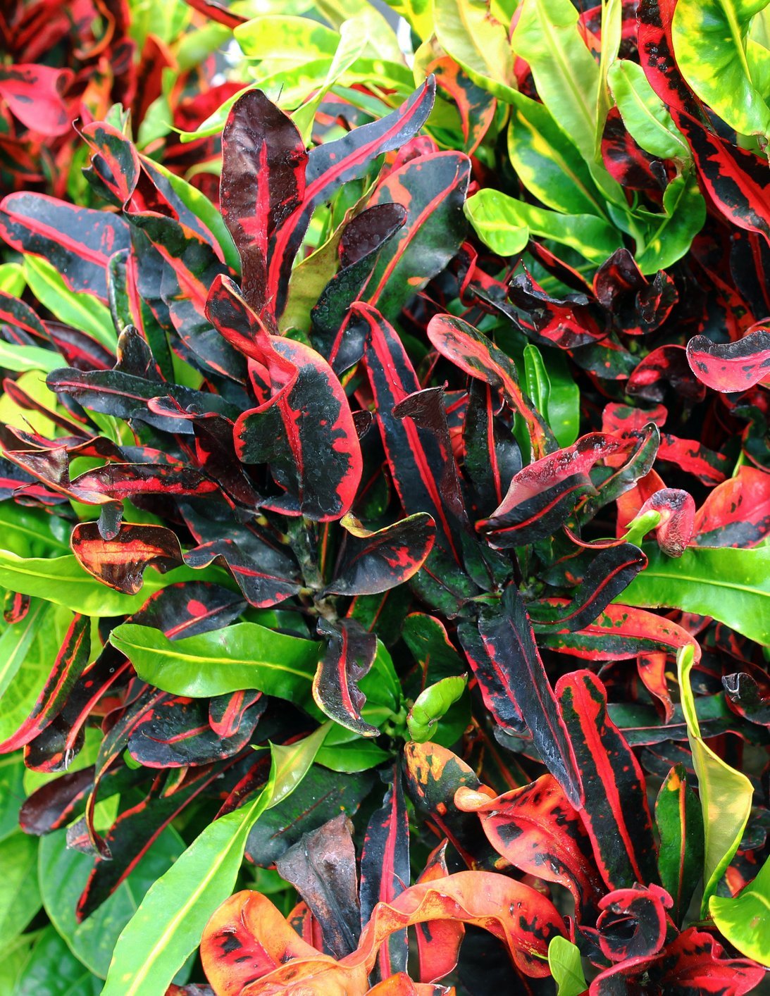 Assorted Croton