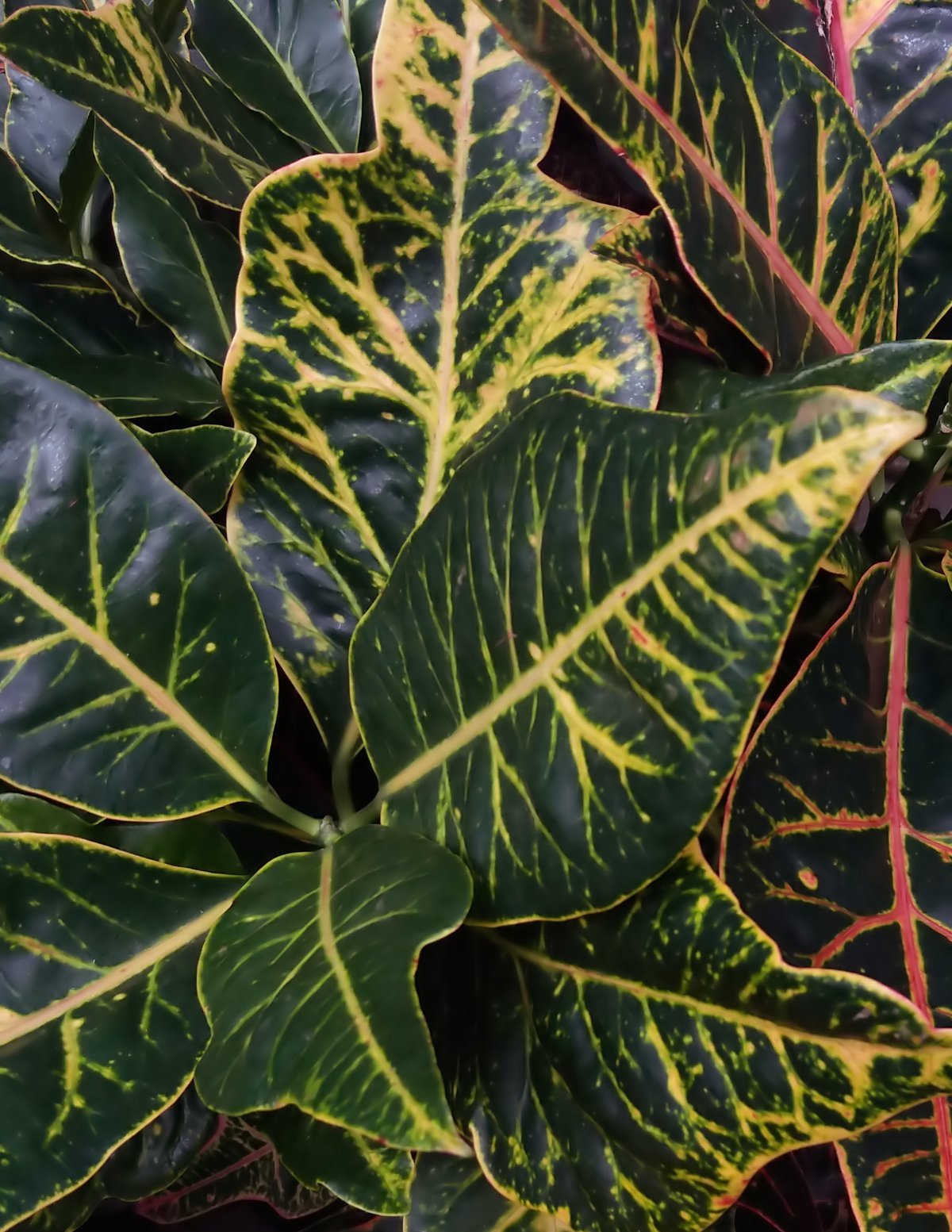 Assorted Croton