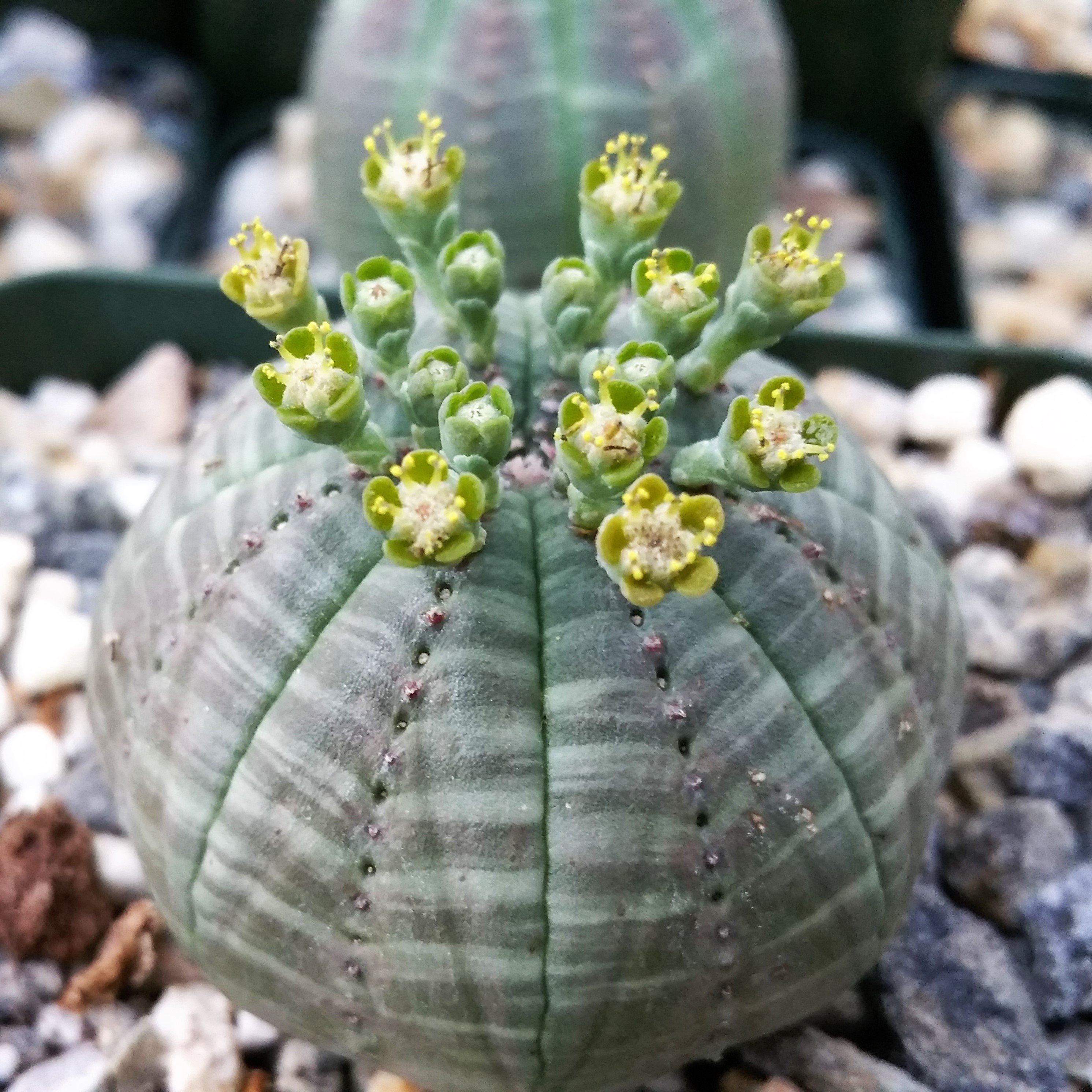 Basketball Plant