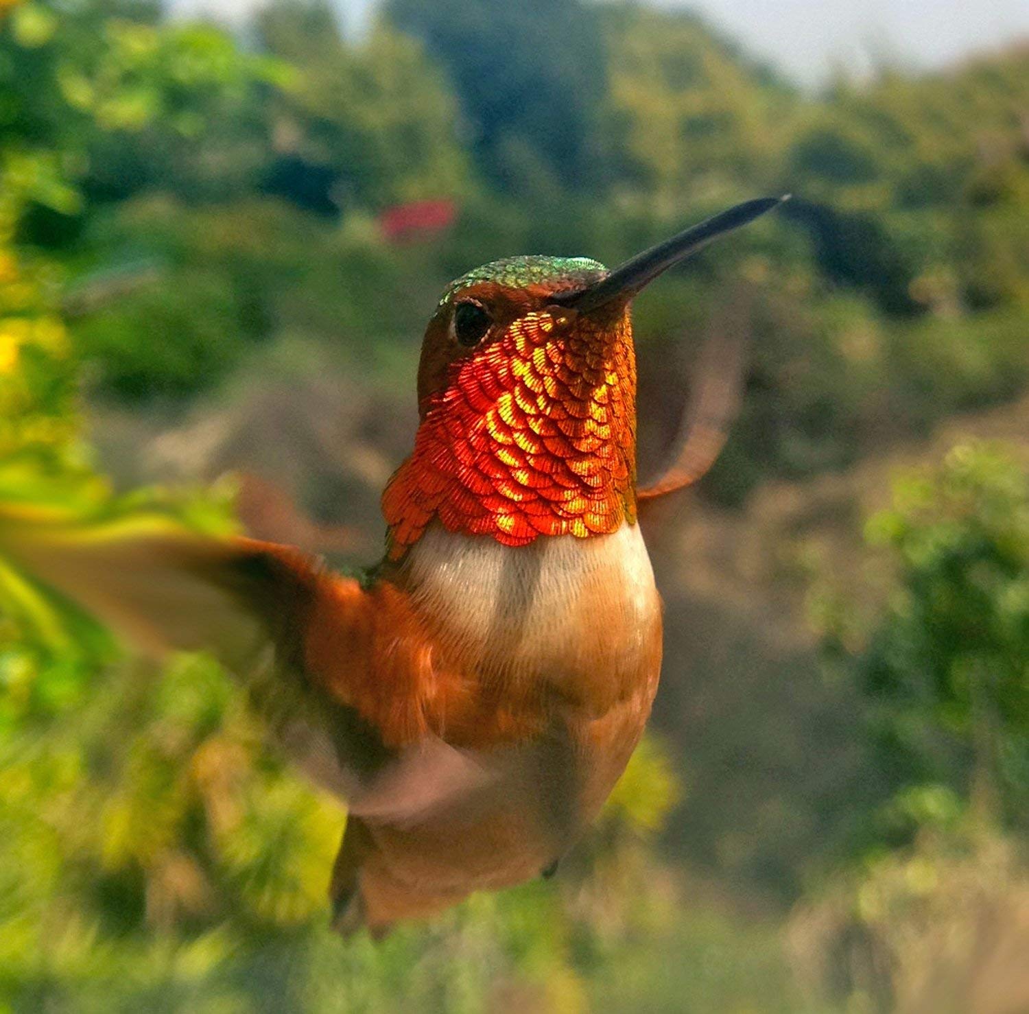 Bird Feeder Photo Booth