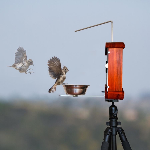 Bird Feeder Photo Booth