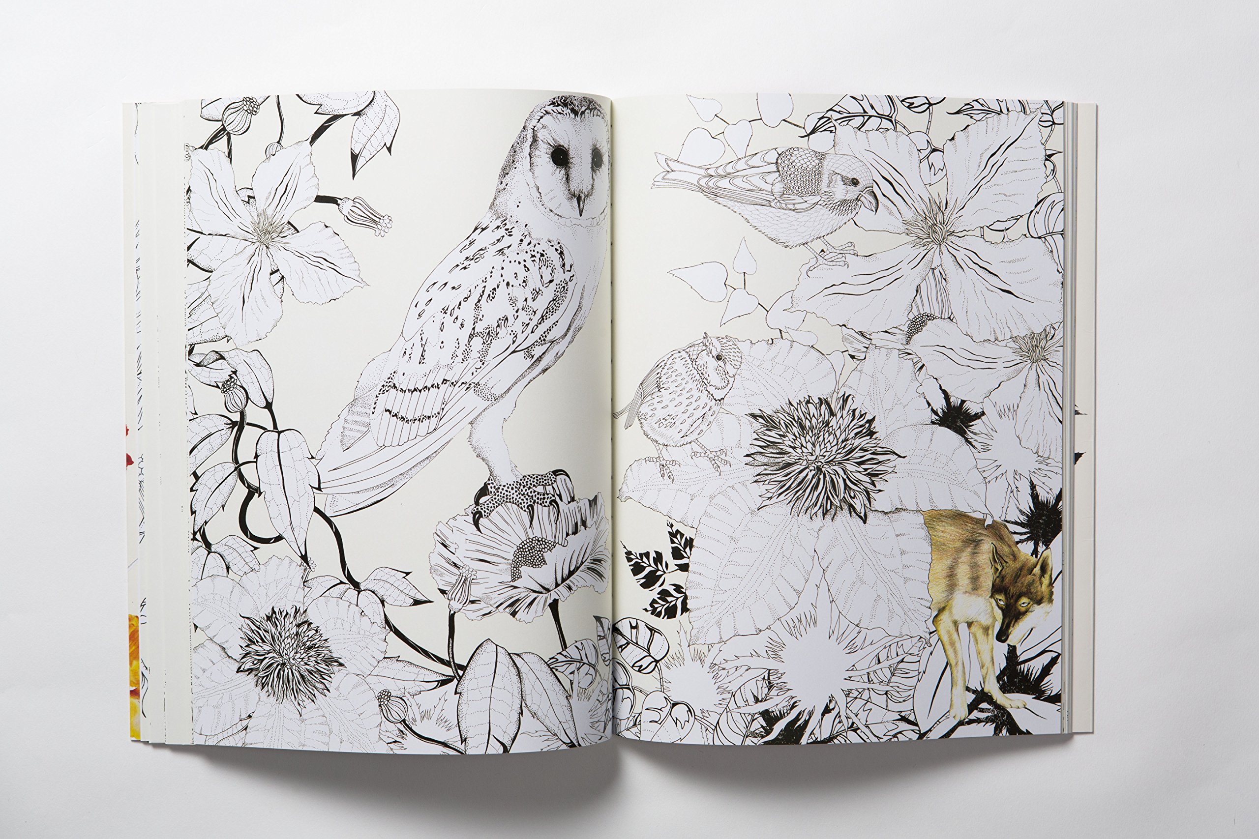 Birdtopia: Coloring Book