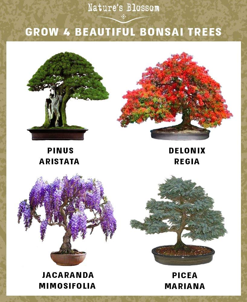 Bonsai Garden Seed Starter Kit