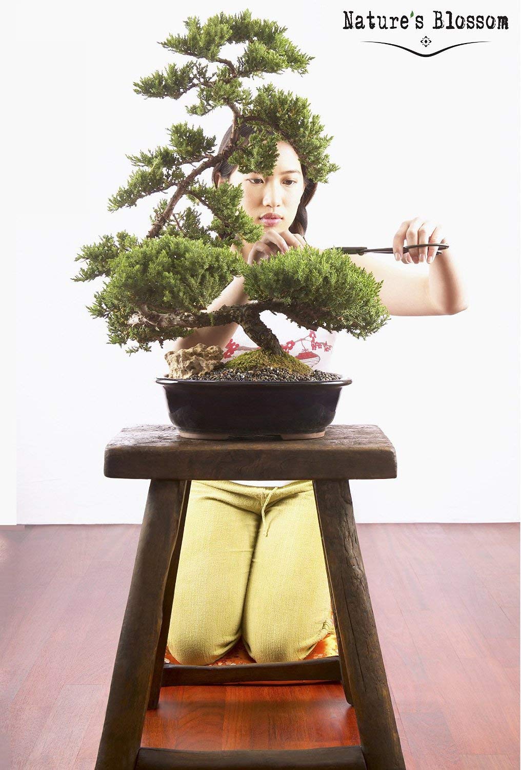 Bonsai Garden Seed Starter Kit