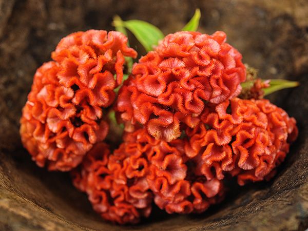 Brainflowers (Celosia)