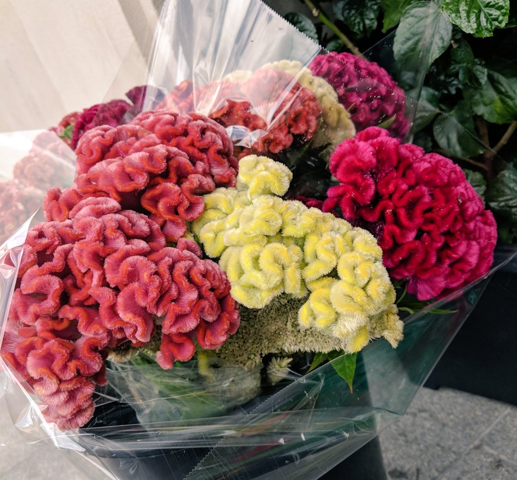 Brainflowers (Celosia)