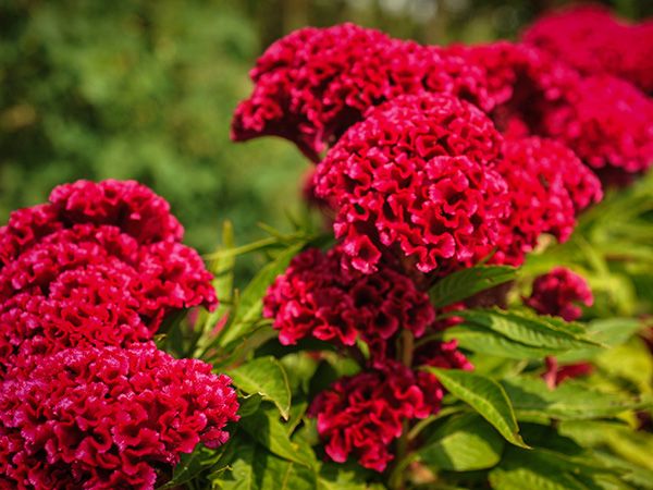 Brainflowers (Celosia)