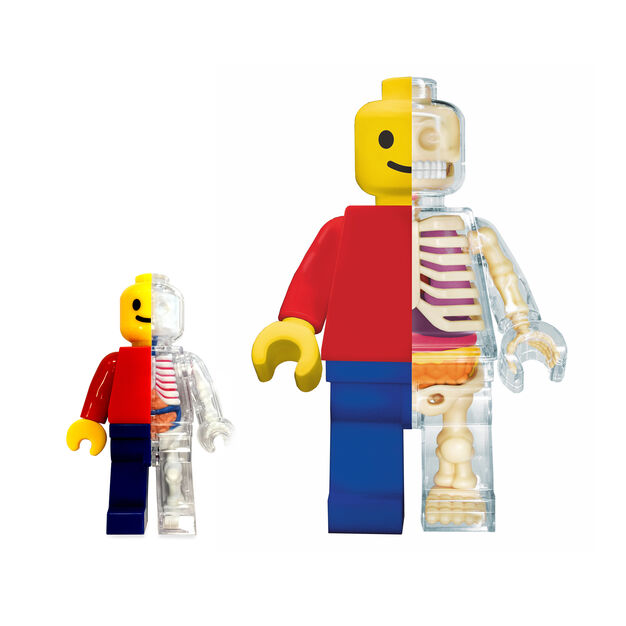 Brick Man Anatomical Puzzle