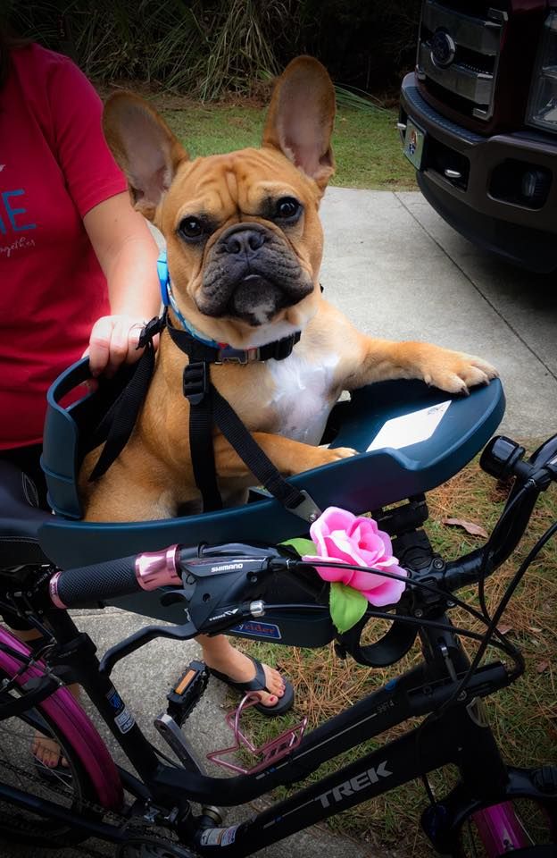 Buddyrider Bicycle Pet Seat