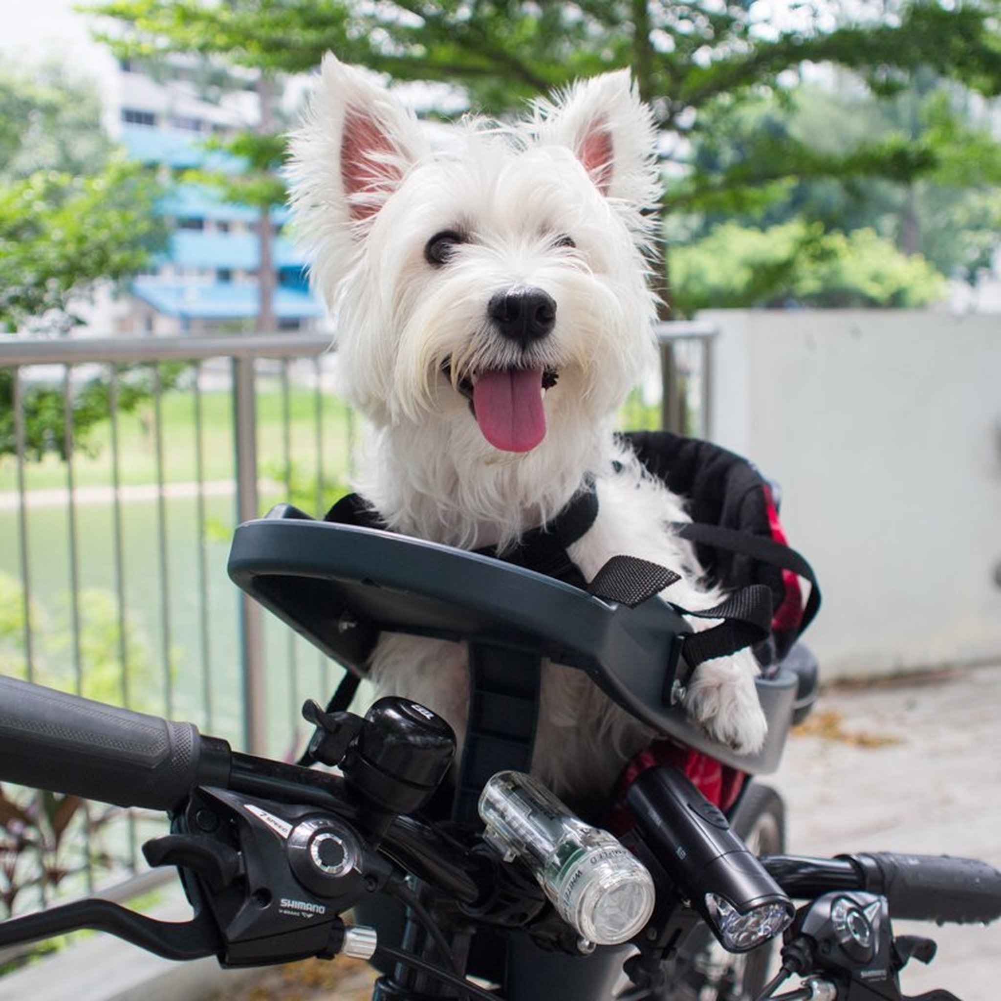 Buddyrider Bicycle Pet Seat