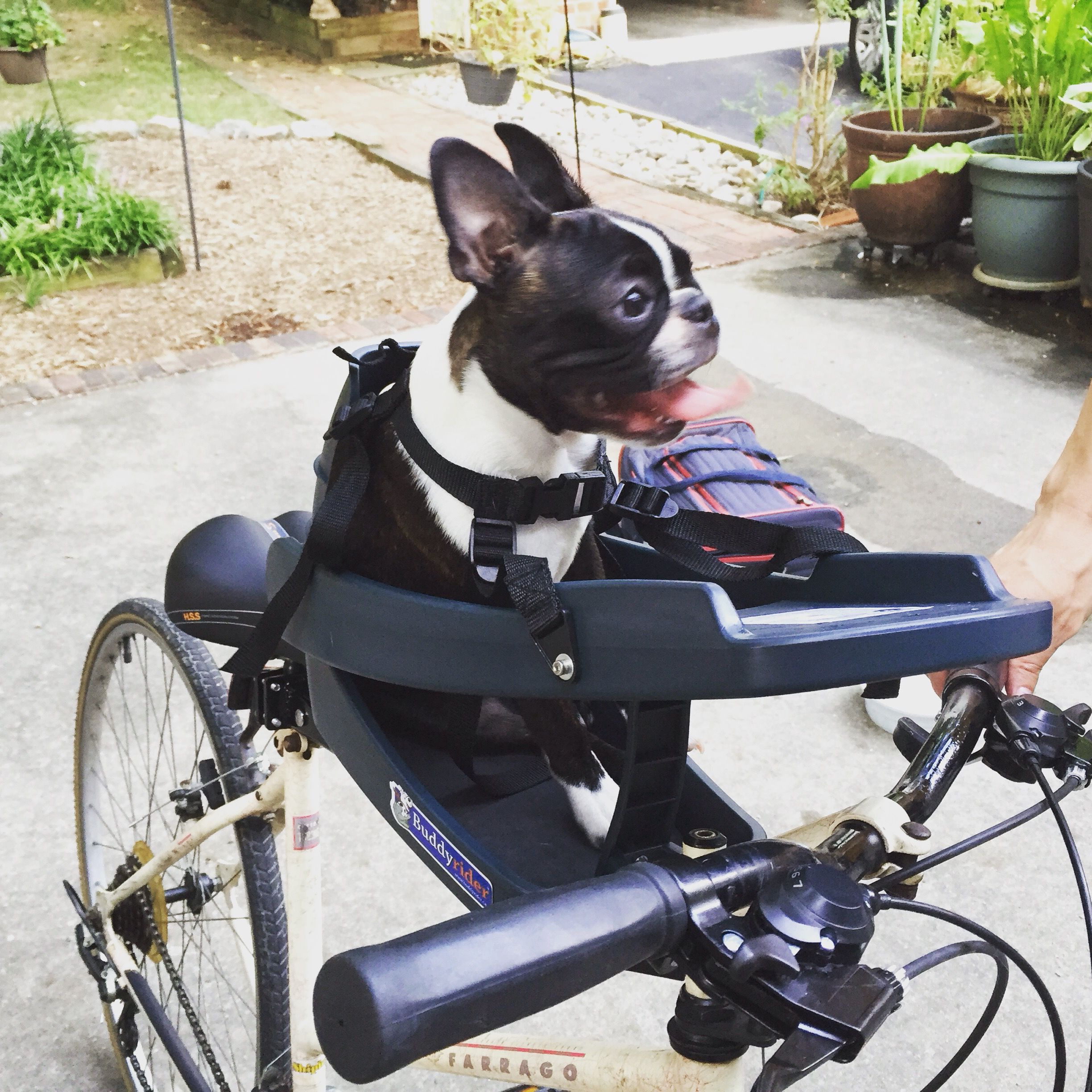 buddyrider dog seat