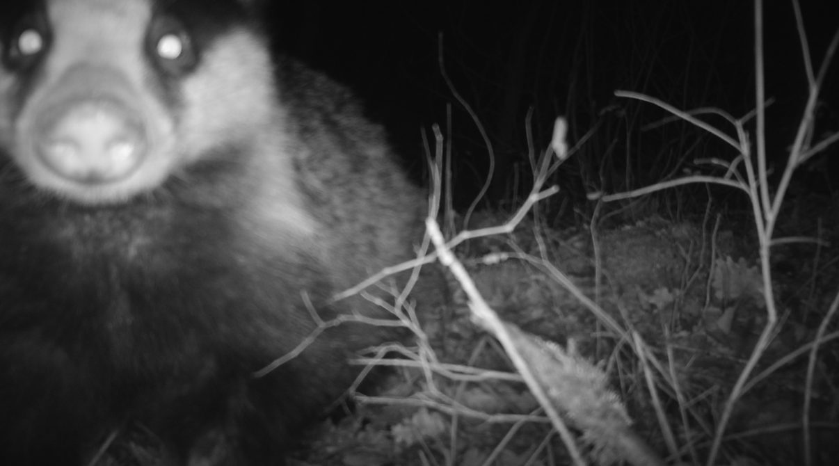 Camera Trap