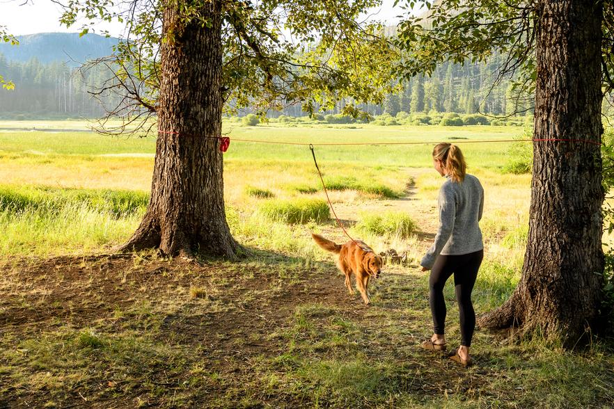 Campsite Dog-hitching System