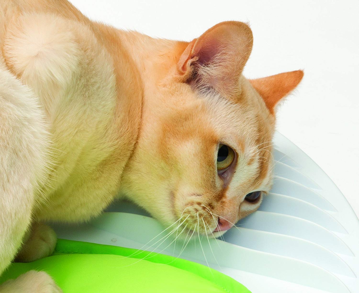 Cat Relaxation and Wellness Center