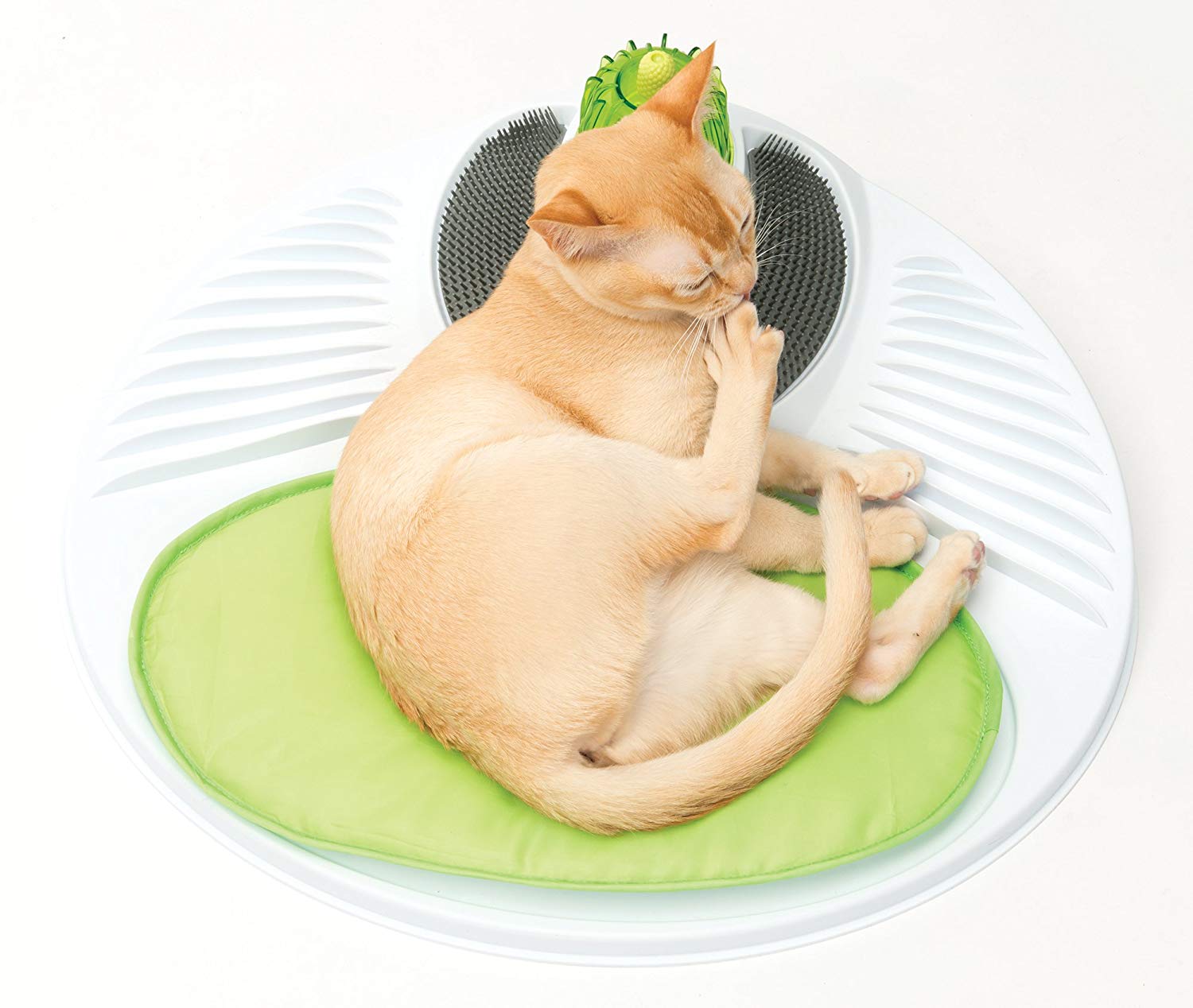 Cat Relaxation and Wellness Center
