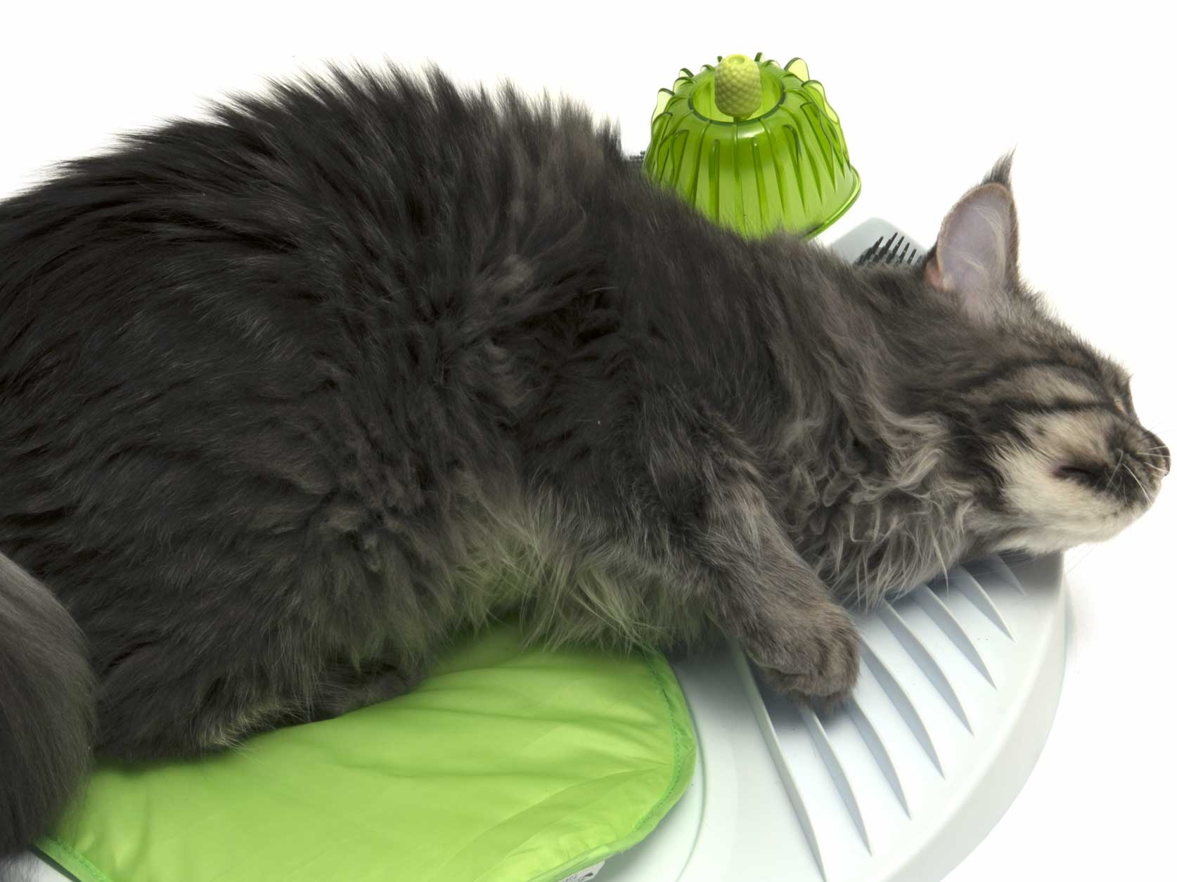 Cat Relaxation and Wellness Center