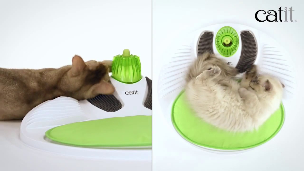 Cat Relaxation and Wellness Center