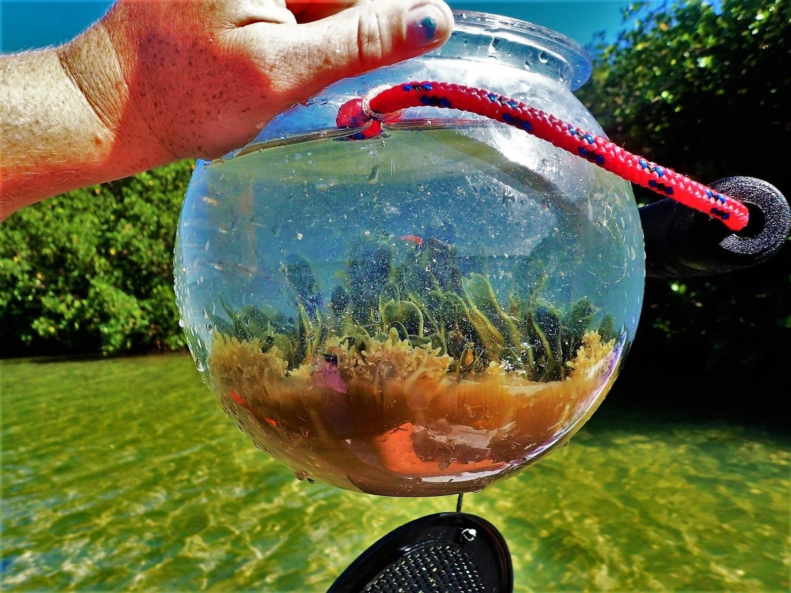 Catch and Release Beach Aquarium Kit