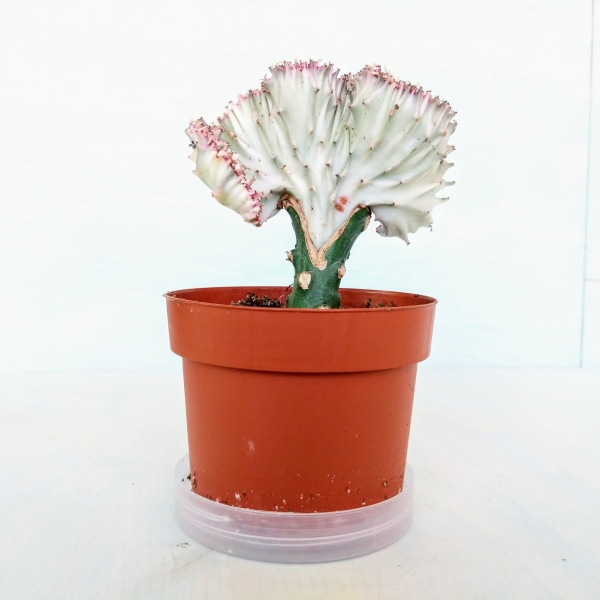 Coral Cactus