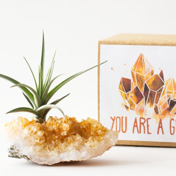 Crystal Air Plant