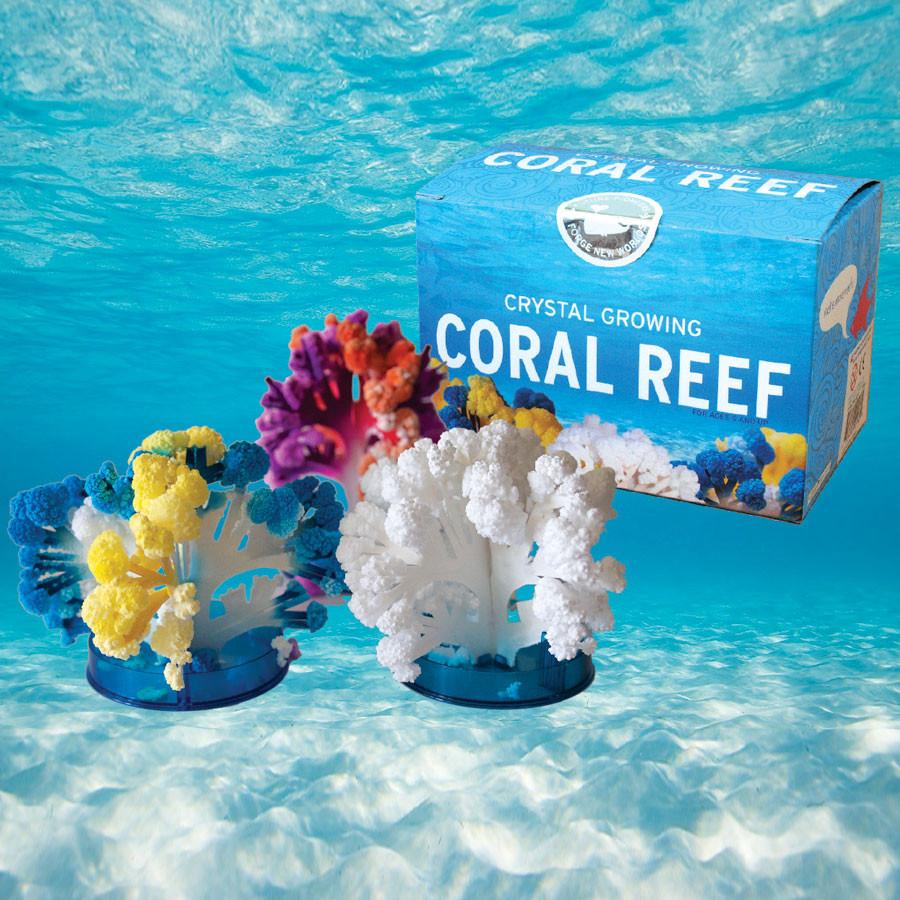 Crystal Growing Coral Reef