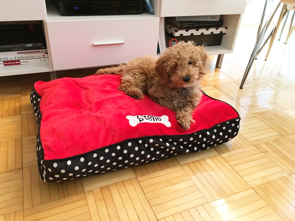 Customizable Pet Products and Toys