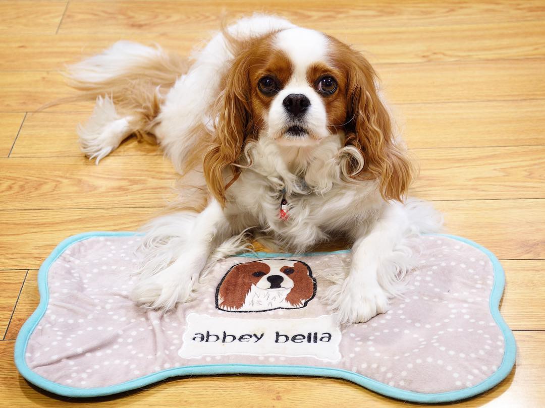 Customizable Pet Products and Toys