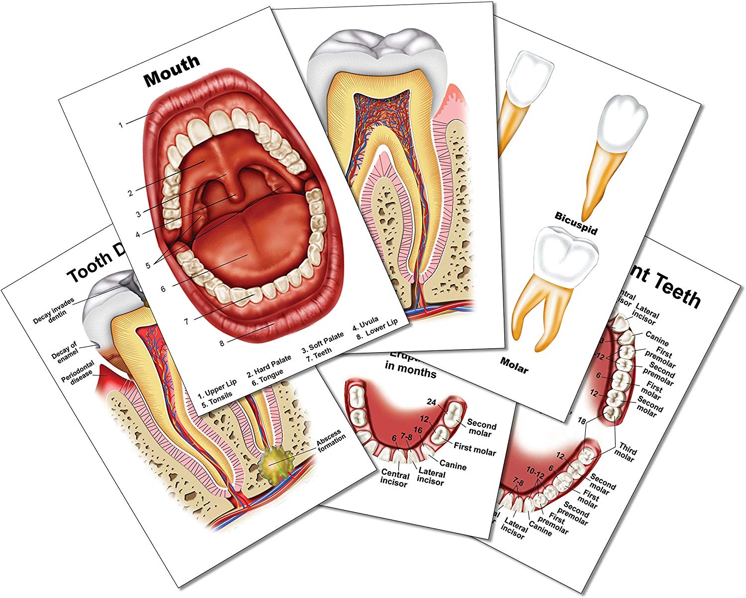 Dentist and Dental Hygienist 11 Piece Gift Box