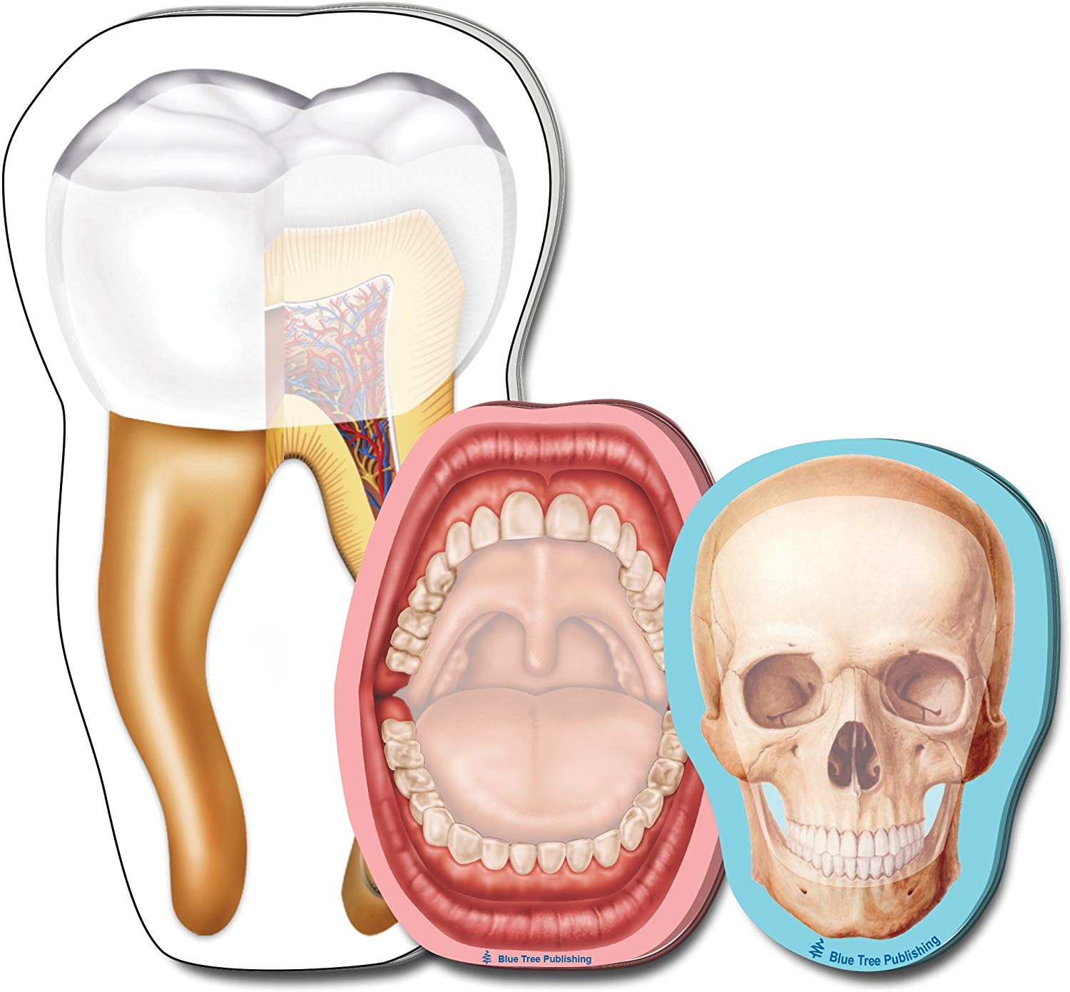 Dentist and Dental Hygienist 11 Piece Gift Box