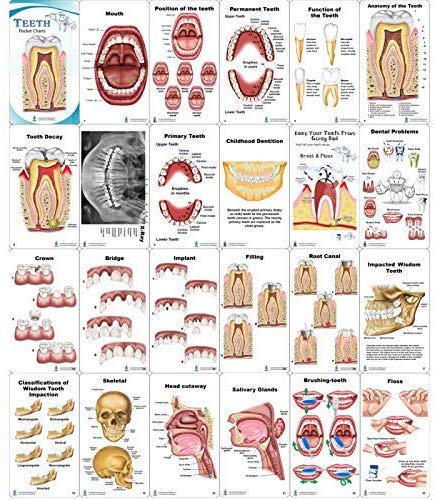 Dentist and Dental Hygienist 11 Piece Gift Box