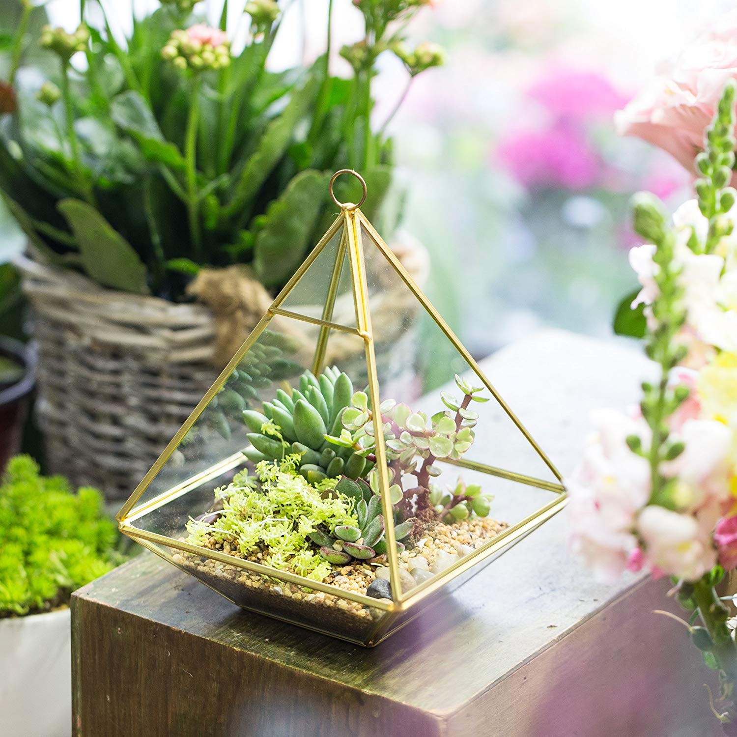 Diamond Shaped Glass Terrarium