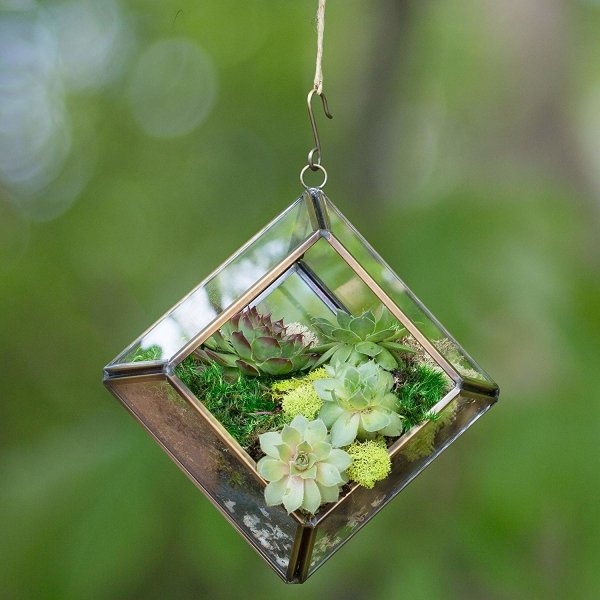 Diamond Shaped Glass Terrarium