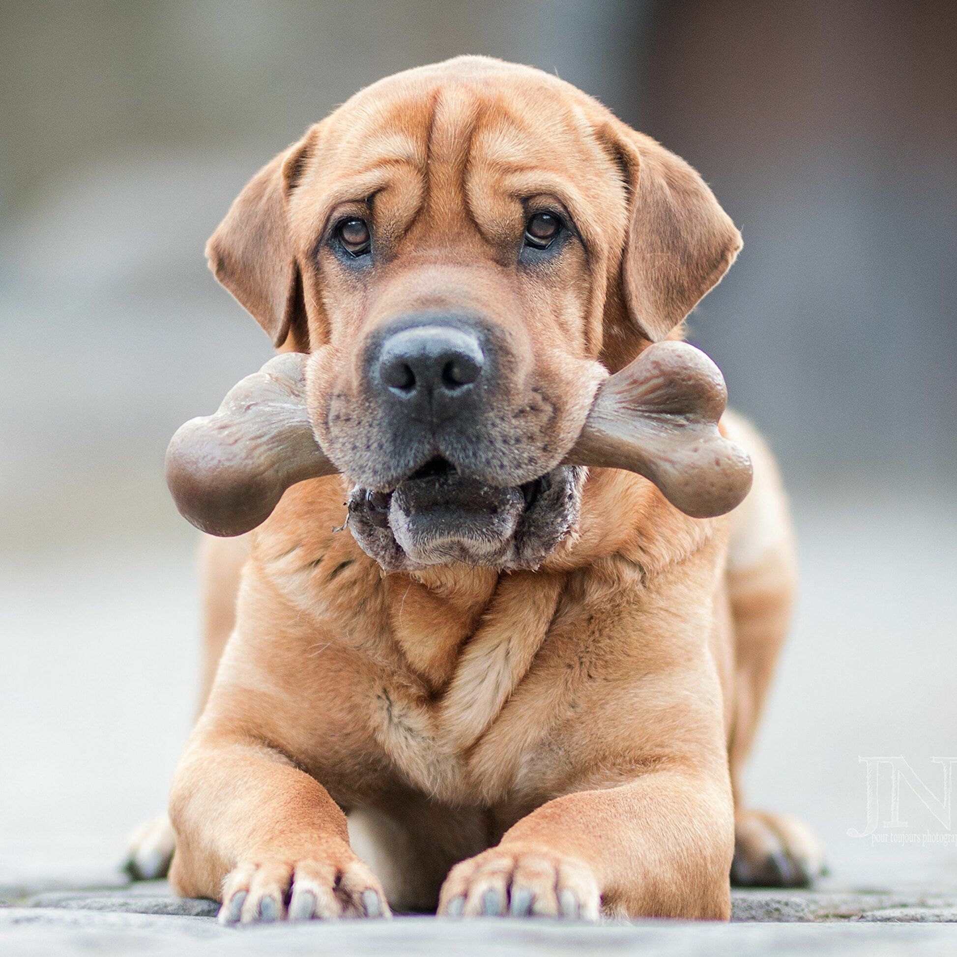 Dinosaur Bark Bone Chew Toy 